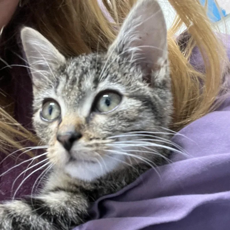 A baby small-sized female Brown / Chocolate Domestic Short Hair cat named Glinda for adoption in Durham, NC
