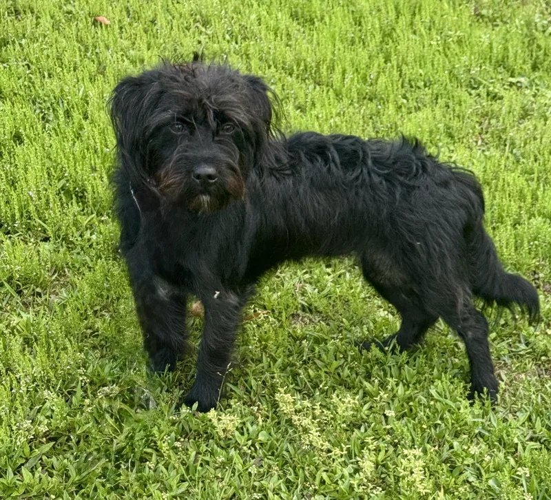 A young small-sized female Black Schnauzer dog named Lucy for adoption in Lucedale, MS