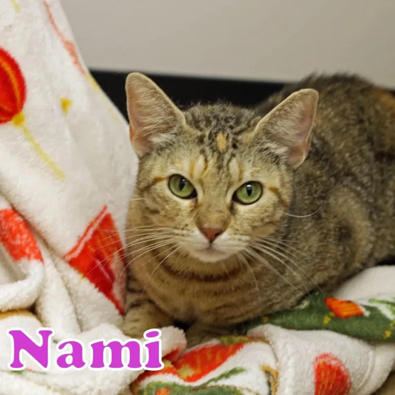 A young medium-sized female Brown / Chocolate Domestic Short Hair cat named Nami for adoption in Houston, TX