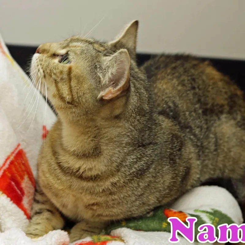 Nami thumbnail 4