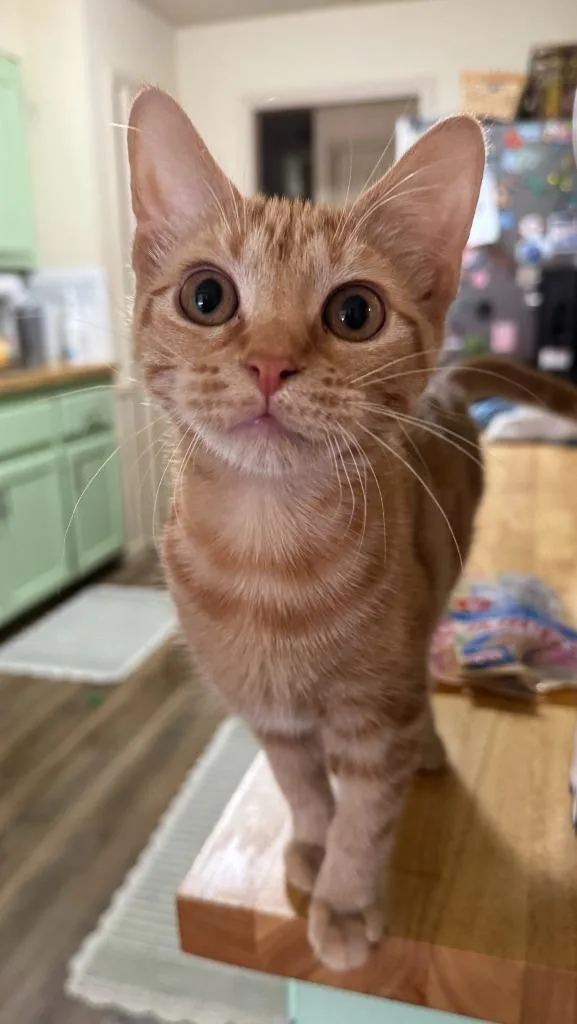 Peaches