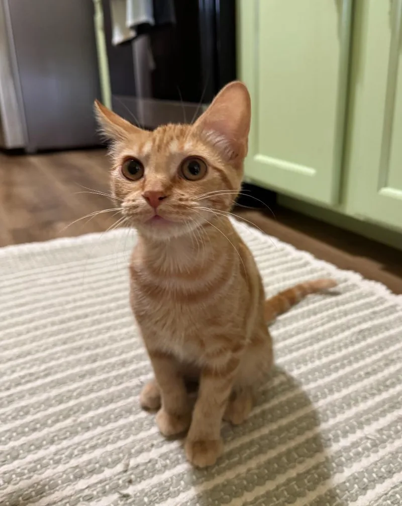 Peaches thumbnail 2