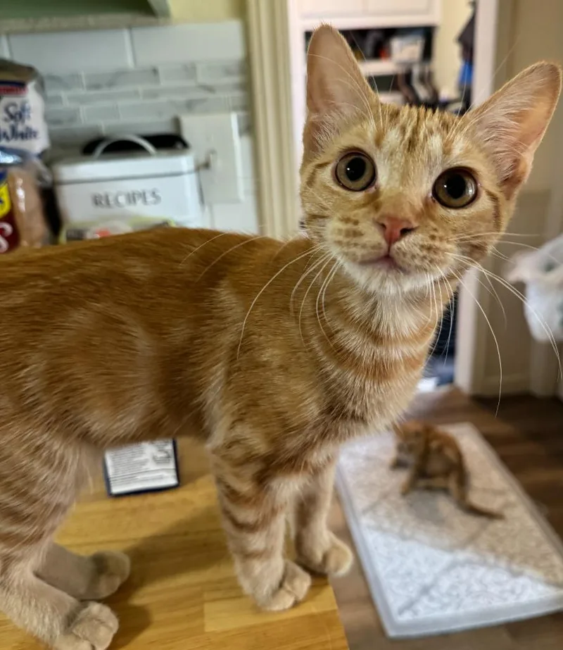 Peaches thumbnail 3