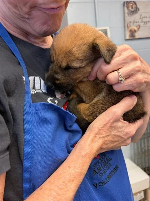 A baby small-sized male Rhodesian Ridgeback dog named A for adoption in Stockton, CA