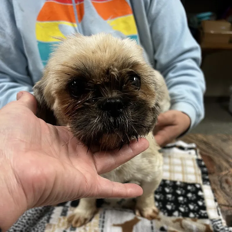 An adult small-sized female Shih Tzu dog named Madara for adoption in Norfolk, NE