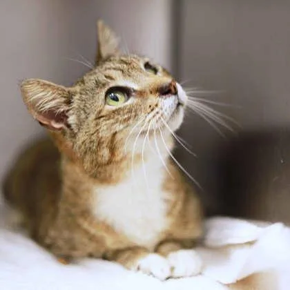An adult small-sized female Buff / Tan / Fawn Domestic Short Hair cat named Chloe for adoption in Atlanta, GA