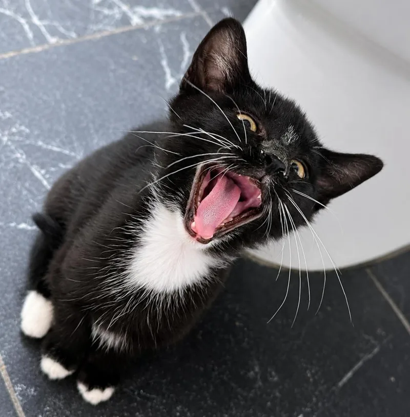 A baby small-sized male Black & White / Tuxedo Domestic Short Hair cat named Snuggle for adoption in Homer Glen, IL