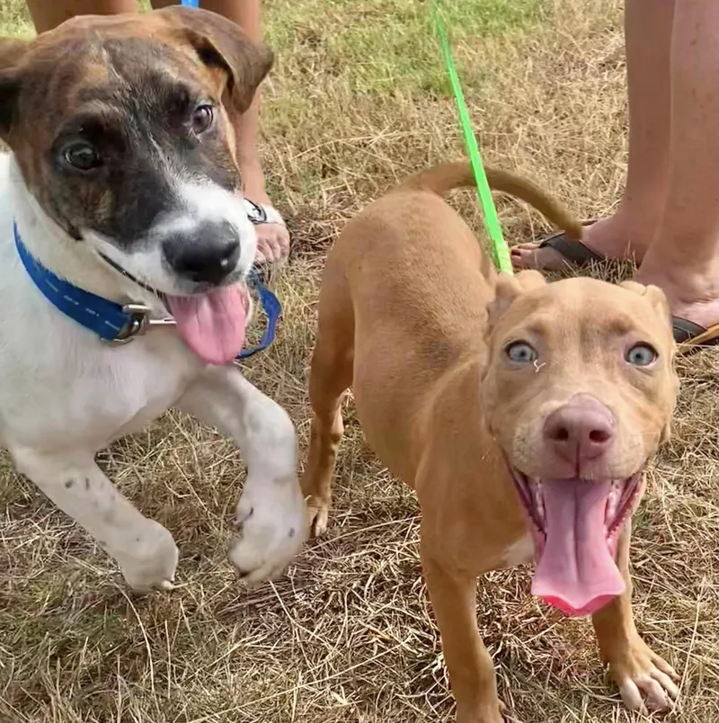 A baby medium-sized female Hound dog named Tanna for adoption in Manchester, CT