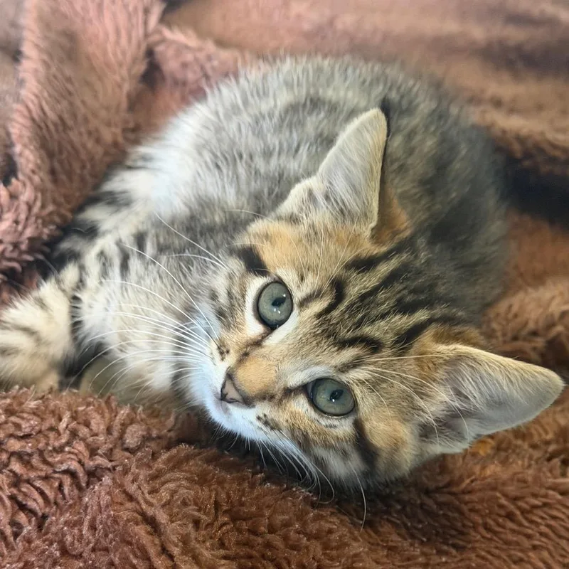 A baby small-sized male Brown / Chocolate Domestic Short Hair cat named Creed for adoption in Brownsboro, AL