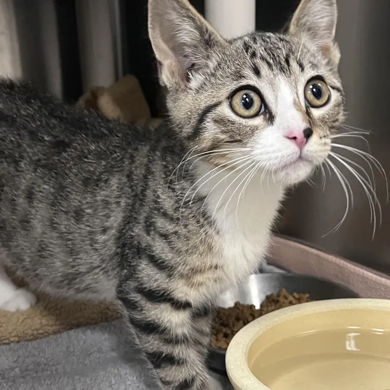 A baby small-sized male Brown / Chocolate Domestic Short Hair cat named Brother Bear for adoption in Grand Rapids, MI
