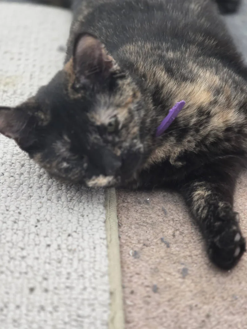 Hazelnut Bonded Pair &