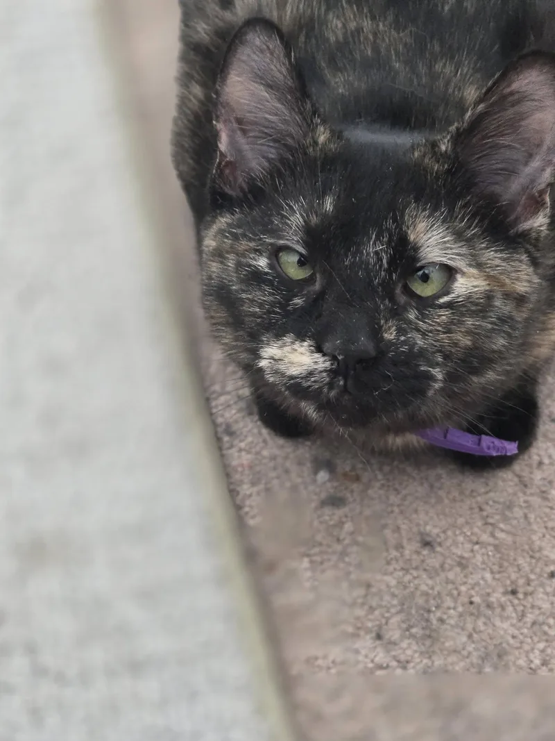 Hazelnut Bonded Pair & thumbnail 2