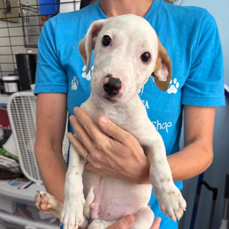 A baby small-sized male Coonhound dog named Genie for adoption in Wahiawa, HI