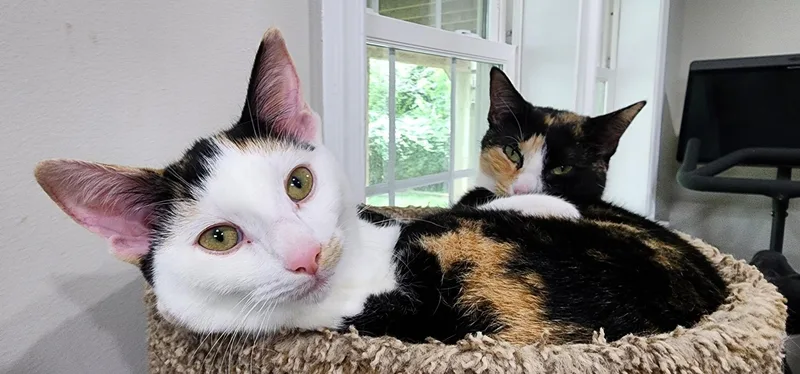 A young medium-sized female Calico Domestic Short Hair cat named Scarlet & Larkin  for adoption in MANASSAS, VA