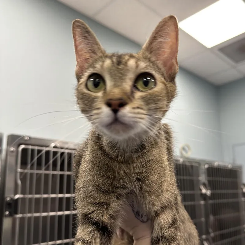 An adult medium-sized female Brown / Chocolate Domestic Short Hair cat named Milkbones for adoption in Greensboro, NC