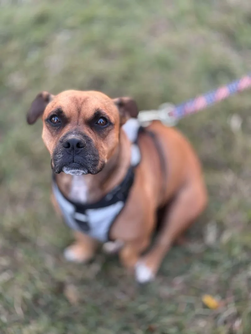 An adult medium-sized male Staffordshire Bull Terrier dog named Max for adoption in Visalia, CA