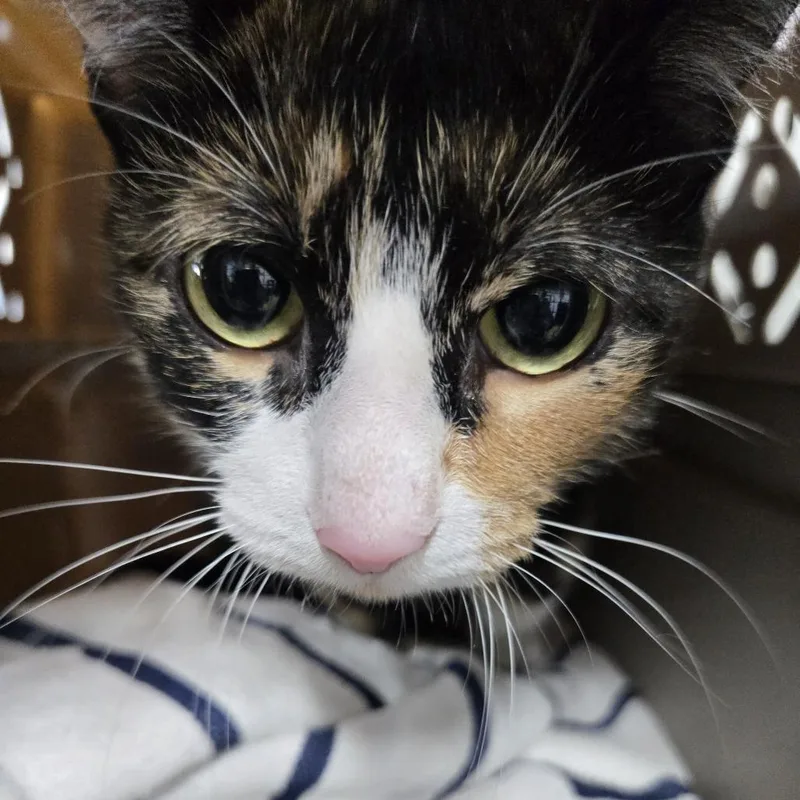 A young medium-sized female Calico Domestic Short Hair cat named Pip for adoption in Weimar, CA