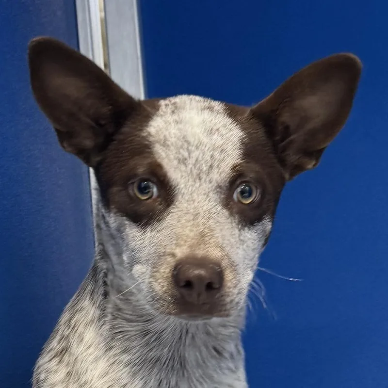 A baby small-sized female Red / Chestnut / Orange Mixed Breed dog named Mae for adoption in Las Cruces, NM
