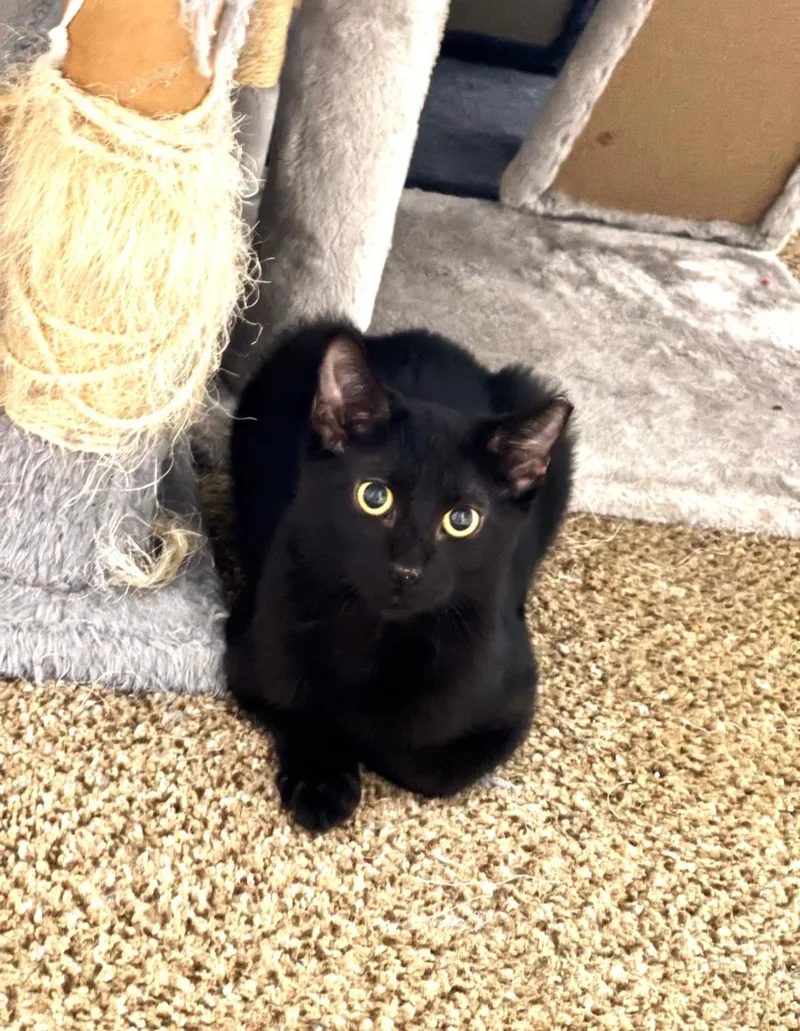A baby medium-sized male Black Domestic Short Hair cat named Ghost and Shadow for adoption in Clayton, NJ