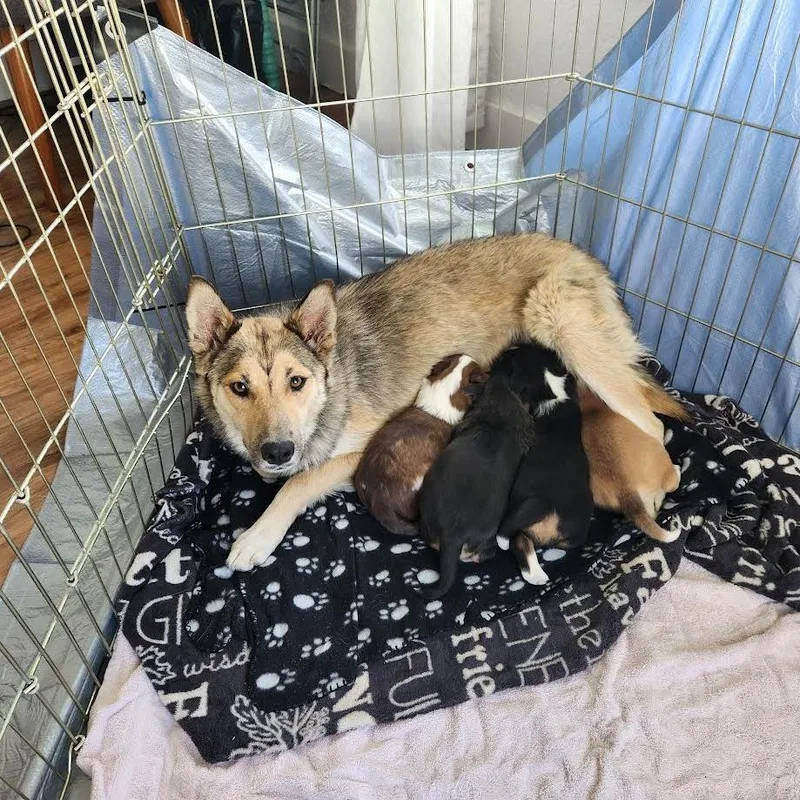 A baby small-sized male Black Shepherd dog named Automatic for adoption in Flagstaff, AZ