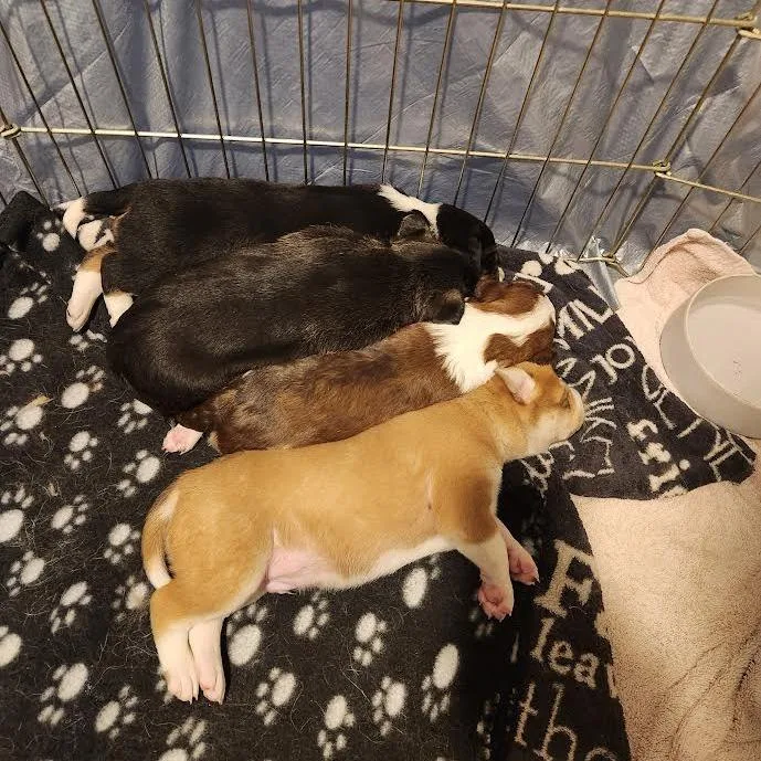 Automatic thumbnail 3