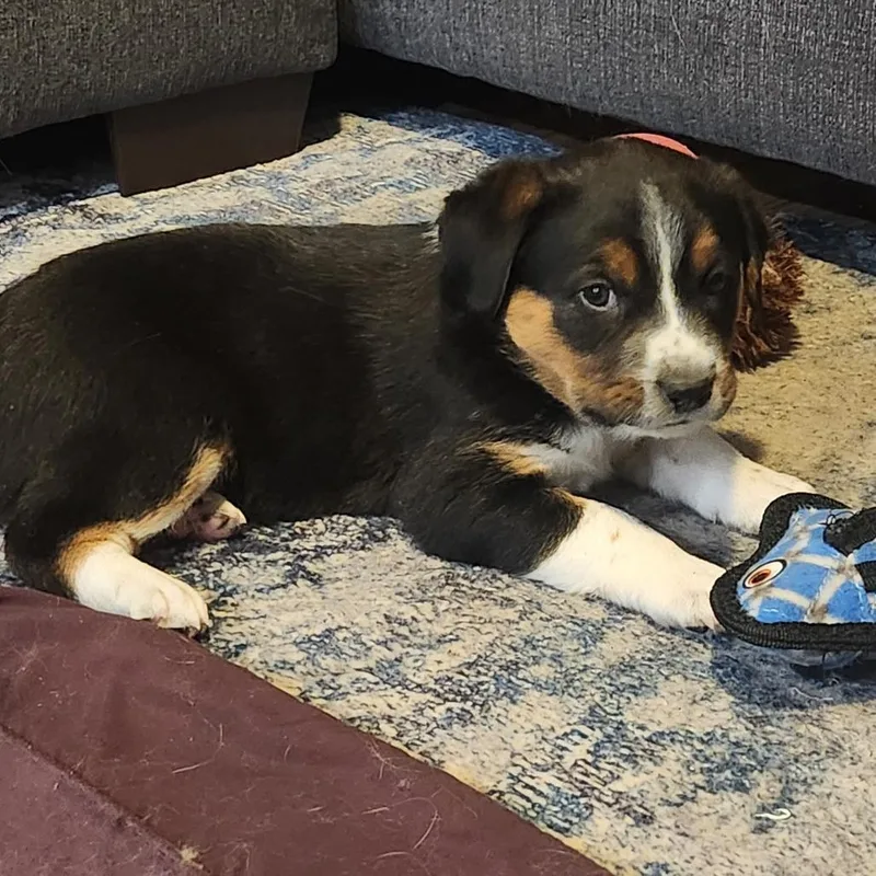 Automatic thumbnail 4