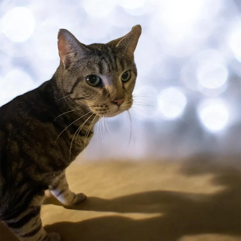 Mercury  Md thumbnail 3