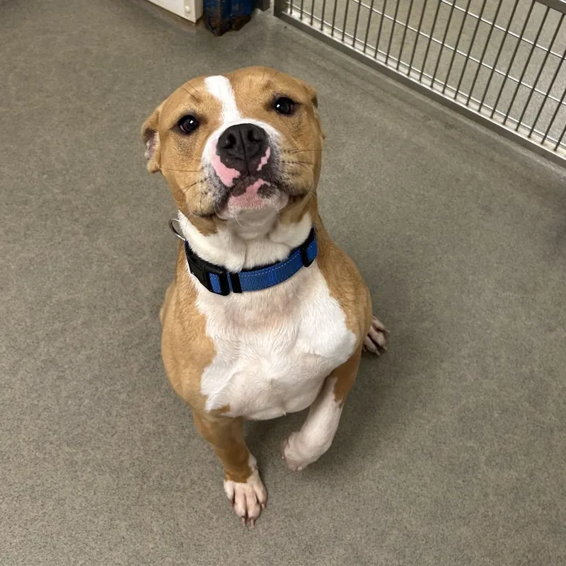 A young medium-sized male Brown / Chocolate Mixed Breed dog named Bib for adoption in Rocky Mount, VA