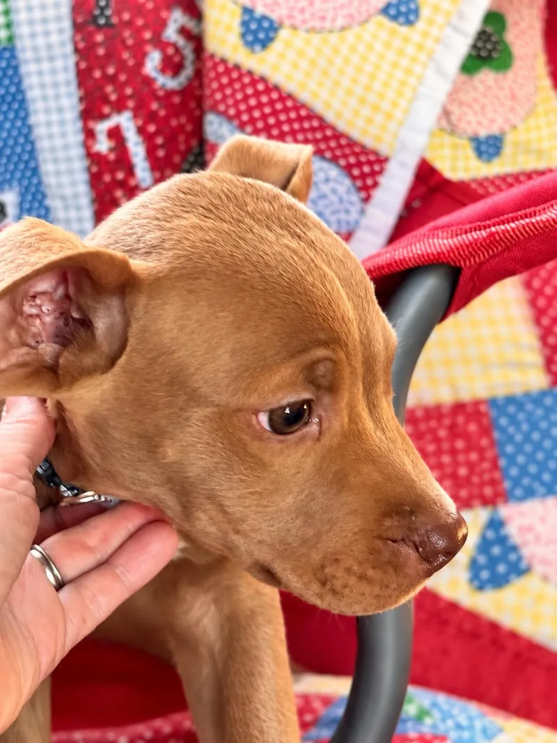 A baby medium-sized male Apricot / Beige Boxer dog named Ransom West for adoption in Andover, MA