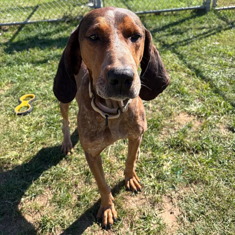 An adult medium-sized male Red / Chestnut / Orange Redbone Coonhound dog named Greg for adoption in Harrisonburg, VA