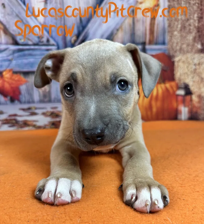 A baby medium-sized female Sable American Staffordshire Terrier dog named Sparrow for adoption in Toledo, OH