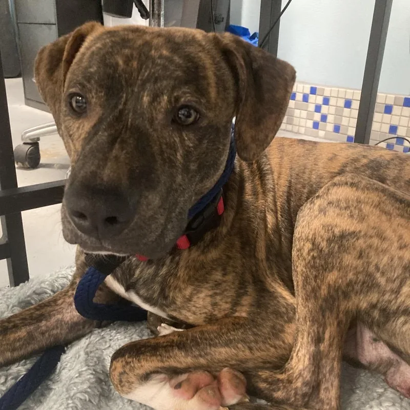 A young medium-sized male Brindle Mixed Breed dog named Zillo for adoption in Philadelphia, PA