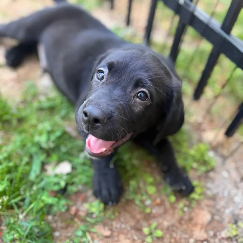 A baby medium-sized male Black Labrador Retriever dog named Mister Mister for adoption in Brownsboro, AL