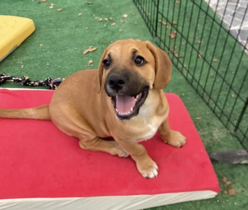A baby medium-sized male Bicolor Beagle dog named Colin Bridgerton for adoption in Austin, TX