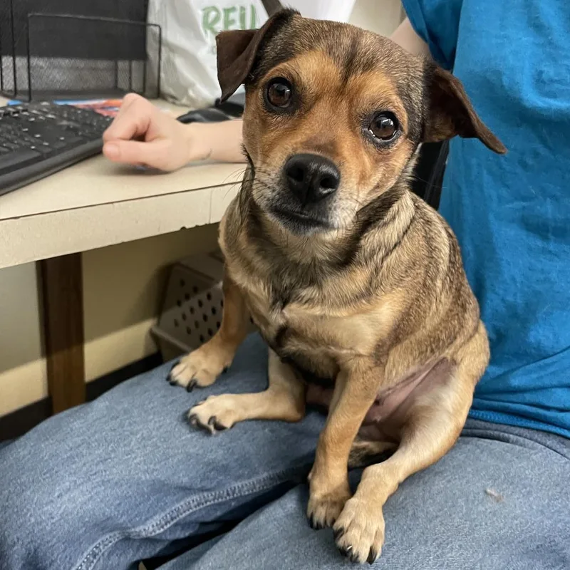 An adult small-sized female Brown / Chocolate Chihuahua dog named Pearl Butler Campus! for adoption in Flagstaff, AZ
