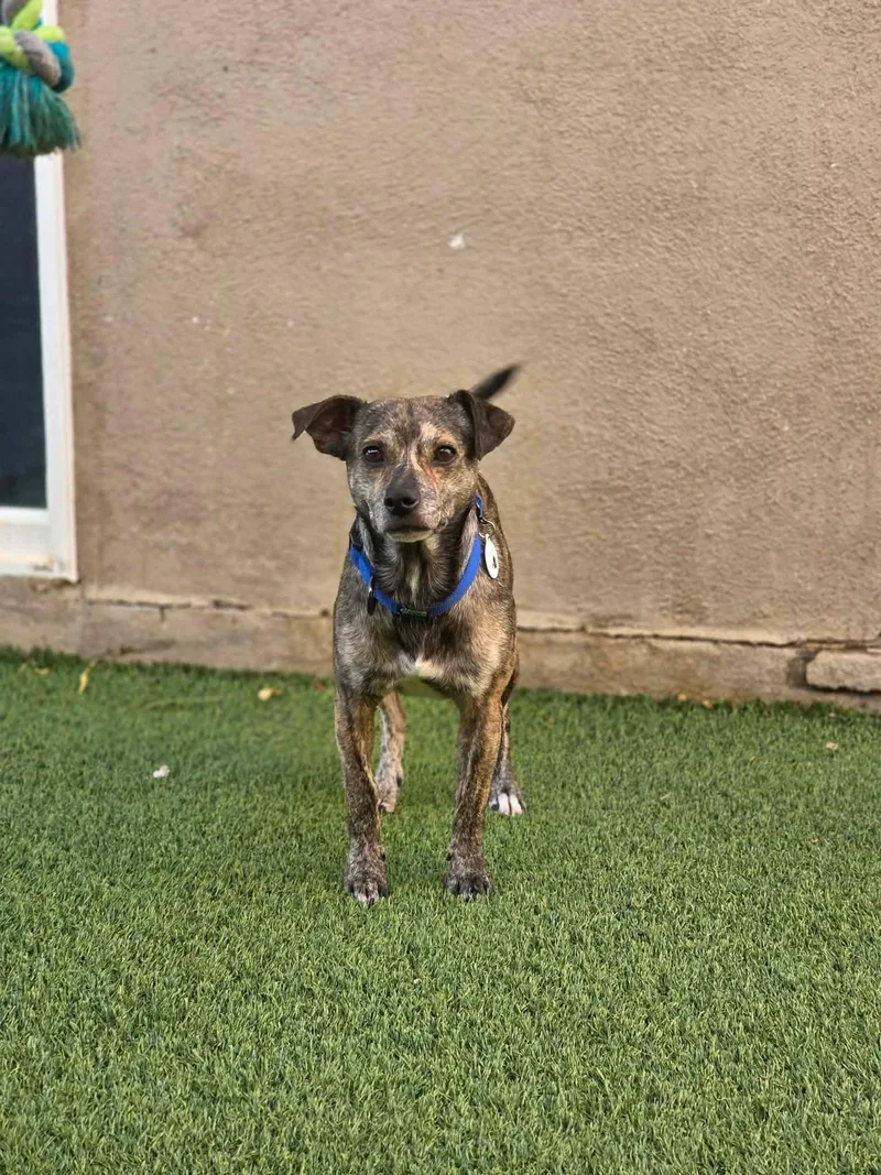 A young small-sized male Brindle Chihuahua dog named Netflix for adoption in Phoenix, AZ