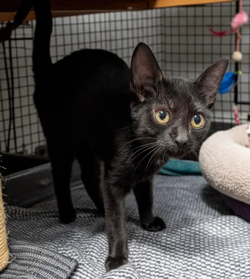 A baby small-sized male Domestic Short Hair cat named Star for adoption in Fort Myers, FL