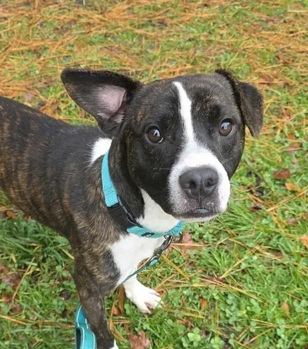 A young small-sized male Pit Bull Terrier dog named Gobbles for adoption in Salisbury, MD