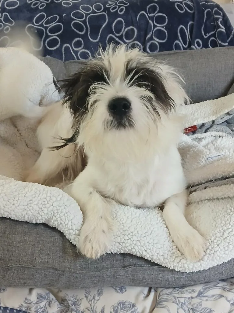 Goob