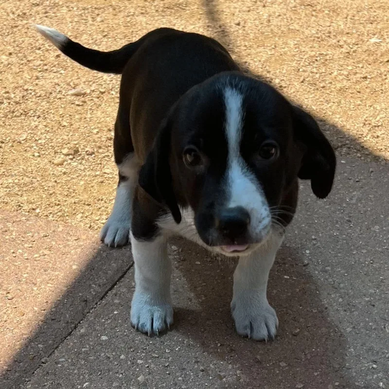 A baby small-sized male Black Mixed Breed dog named Linguine for adoption in Galveston, TX