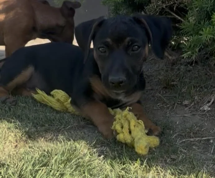 A baby small-sized male Bicolor Chiweenie dog named Barkley for adoption in Bakersfield, CA
