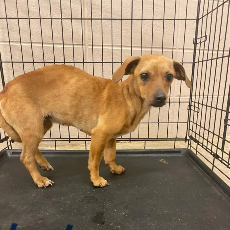 An adult small-sized female Yellow / Tan / Blond / Fawn Chihuahua dog named Lily for adoption in LOXAHATCHEE, FL