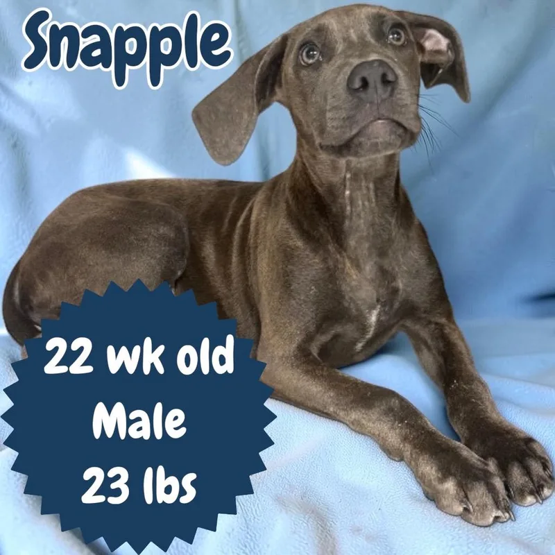 Snapple thumbnail 3