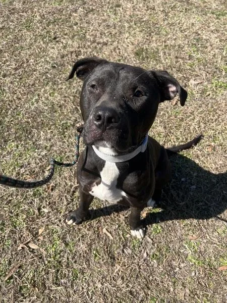 An adult large-sized male Pit Bull Terrier dog named Zeus for adoption in Virginia Beach, VA