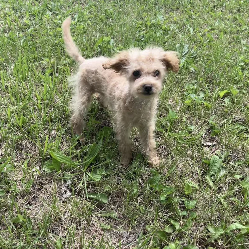 A baby small-sized female Yellow / Tan / Blond / Fawn Poodle dog named Riven for adoption in Springfield, IL