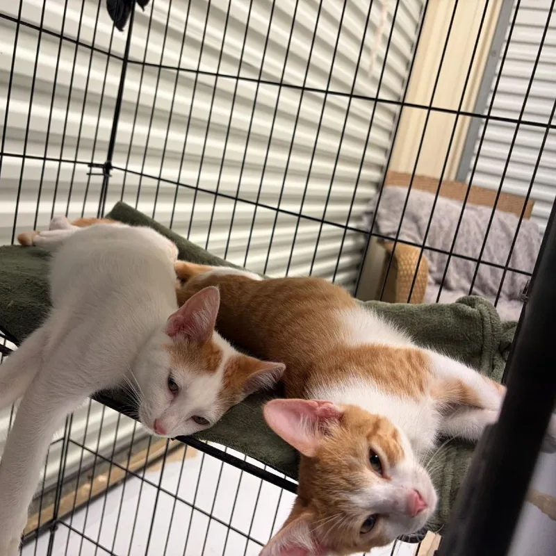 A young small-sized male Orange / Red Domestic Short Hair cat named Bowie for adoption in Concord, NH