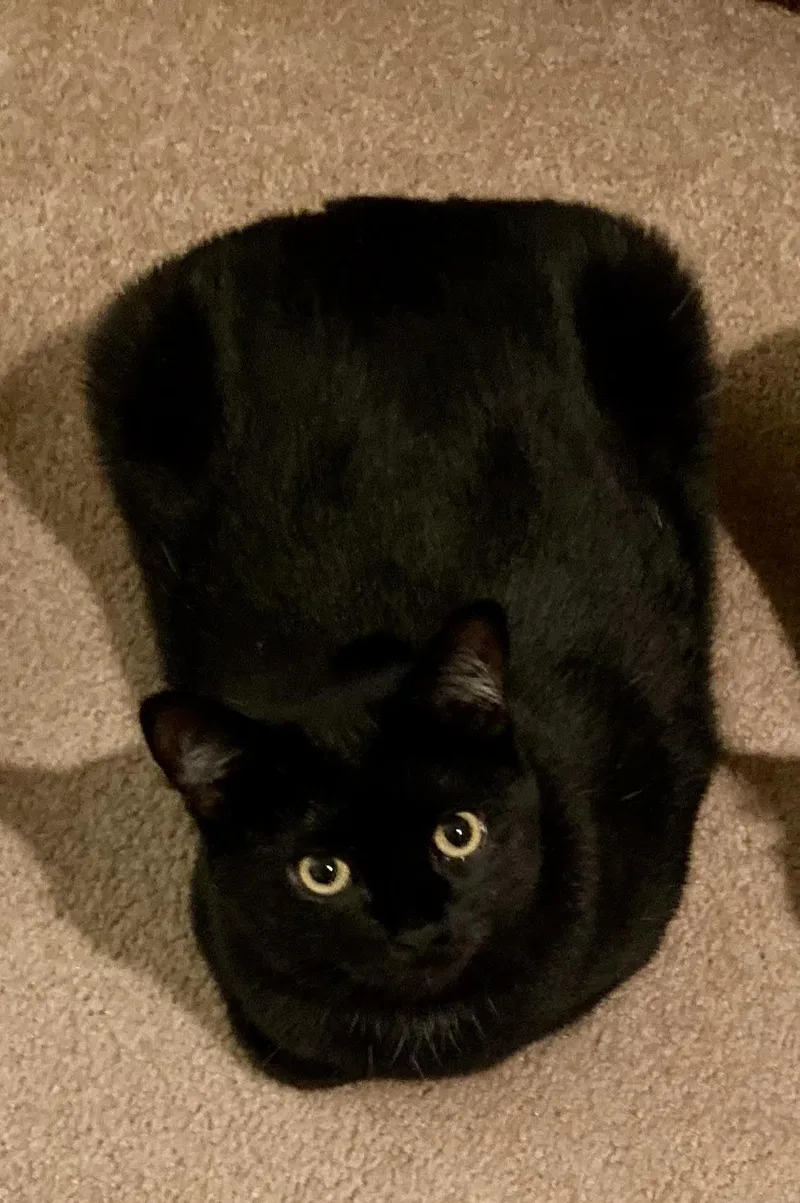 An adult large-sized female Black Domestic Short Hair cat named Eloise[courtesy] for adoption in Aurora, CO