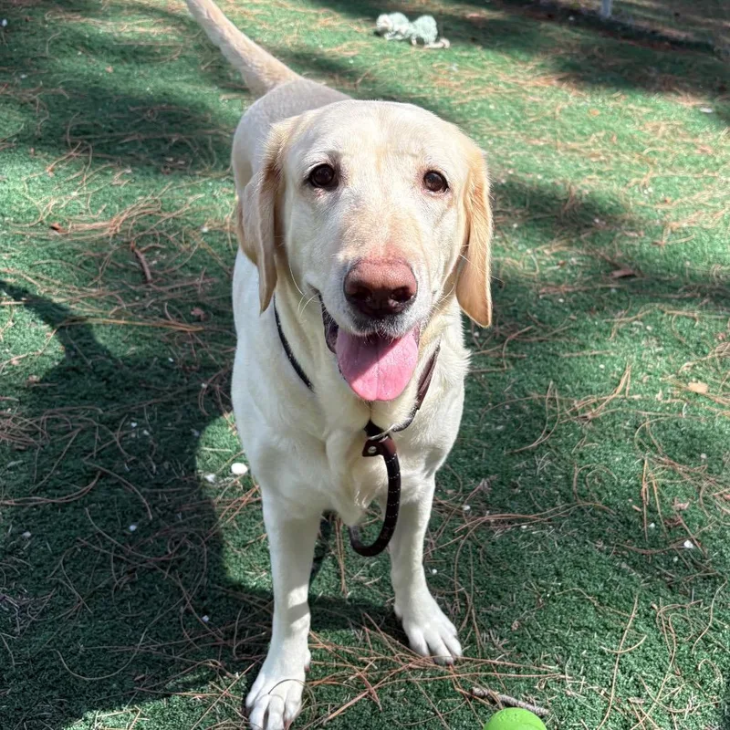 A senior large-sized female Yellow / Tan / Blond / Fawn Mixed Breed dog named Riley for adoption in Naples, FL
