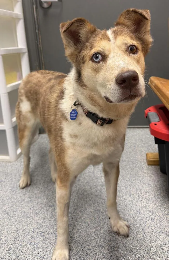 An adult medium-sized female Australian Cattle Dog / Blue Heeler dog named Winnie for adoption in Bartlesville, OK