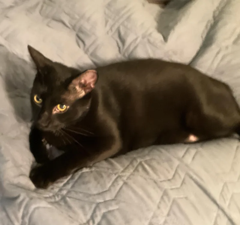 Capt. Jack Sparrow thumbnail 2